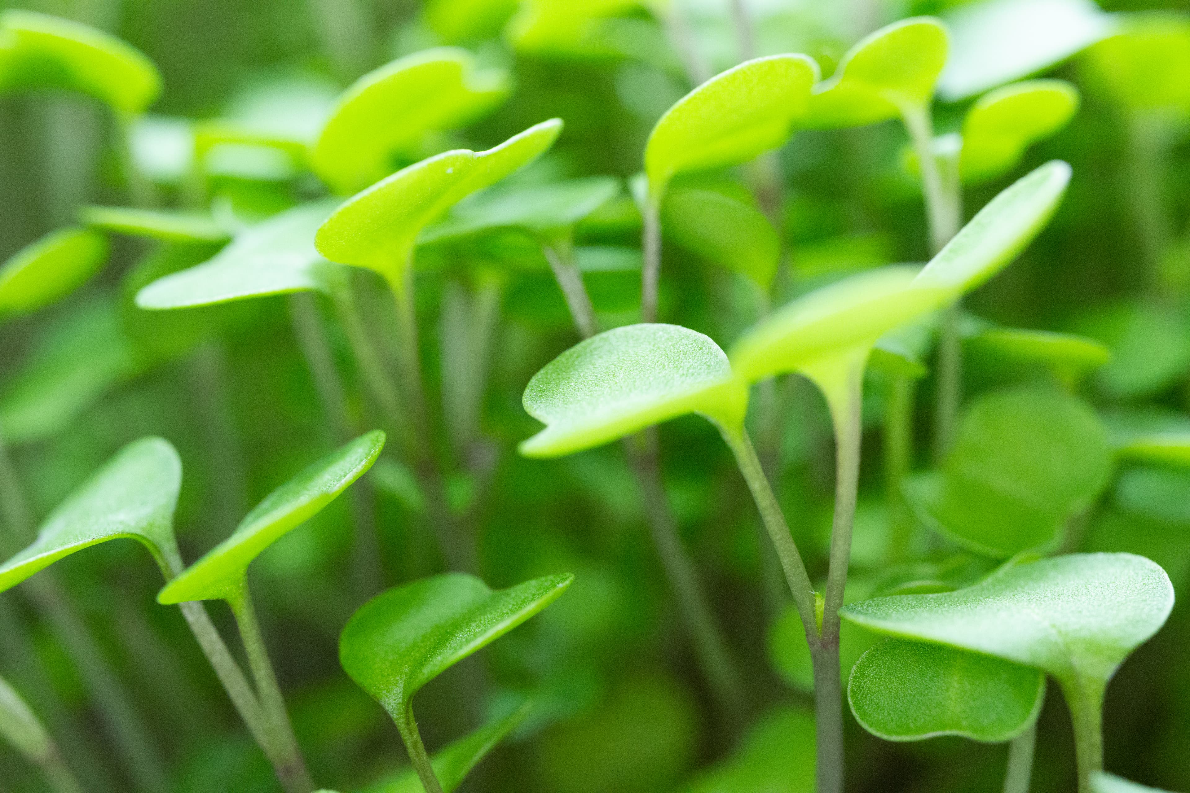 Microgreens Smoothie Bowl