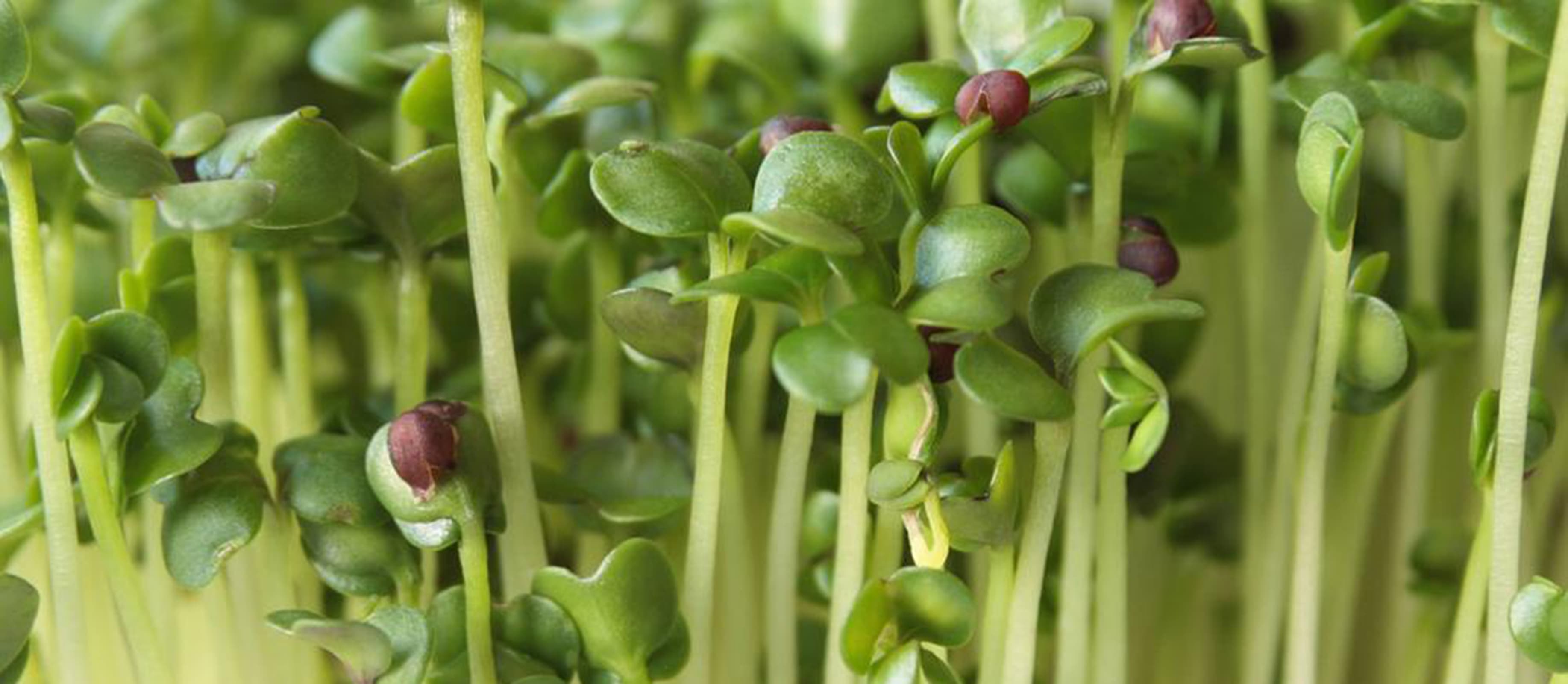 Microgreens Pesto Pasta