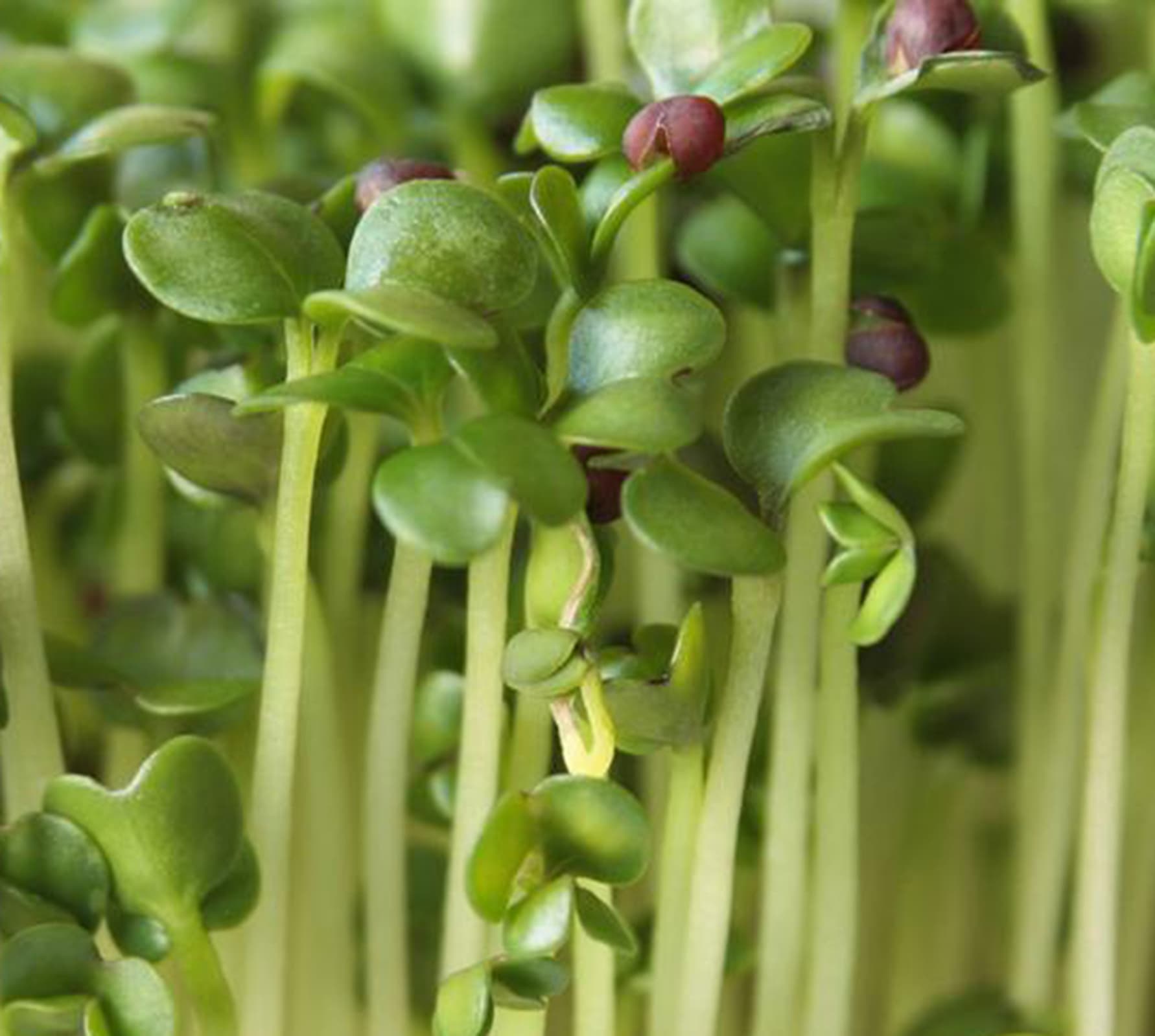 Fresh broccoli microgreens growing in a tray