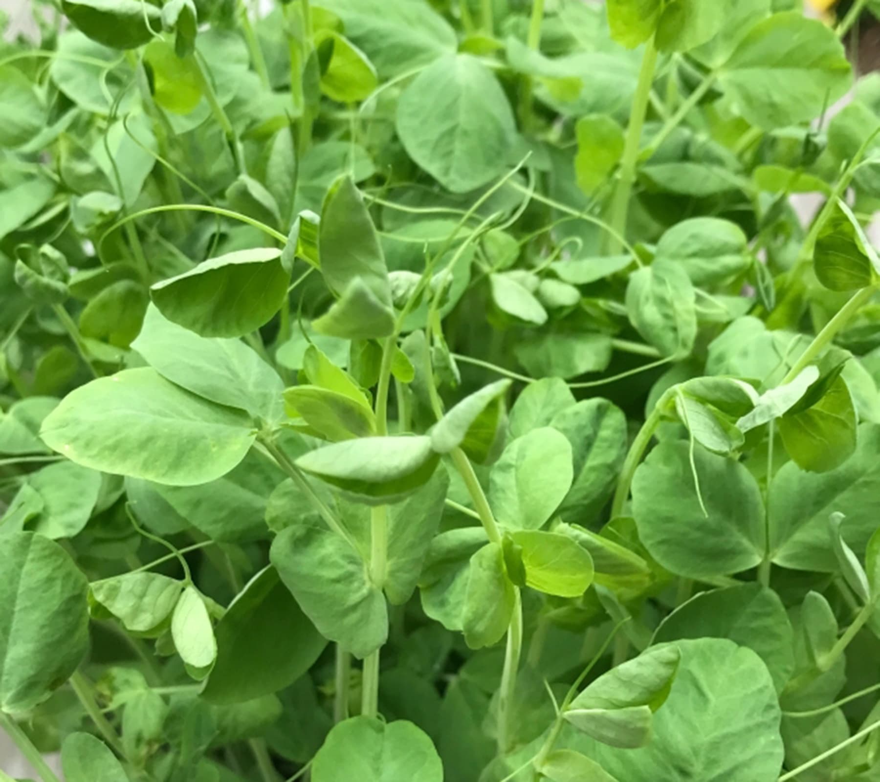 Fresh pea microgreens
