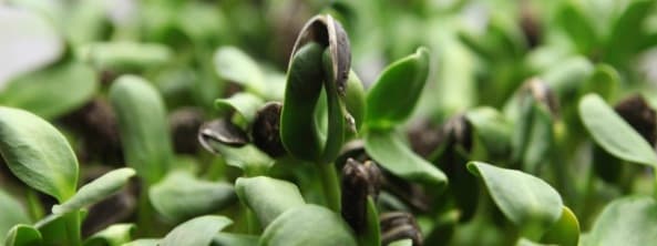 Watering Techniques for Healthy Microgreens