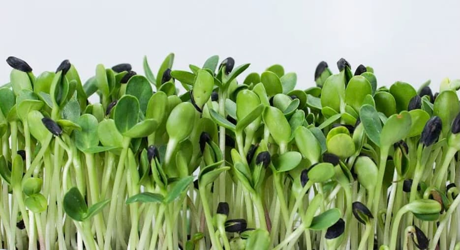 Black sunflower microgreens growing tall