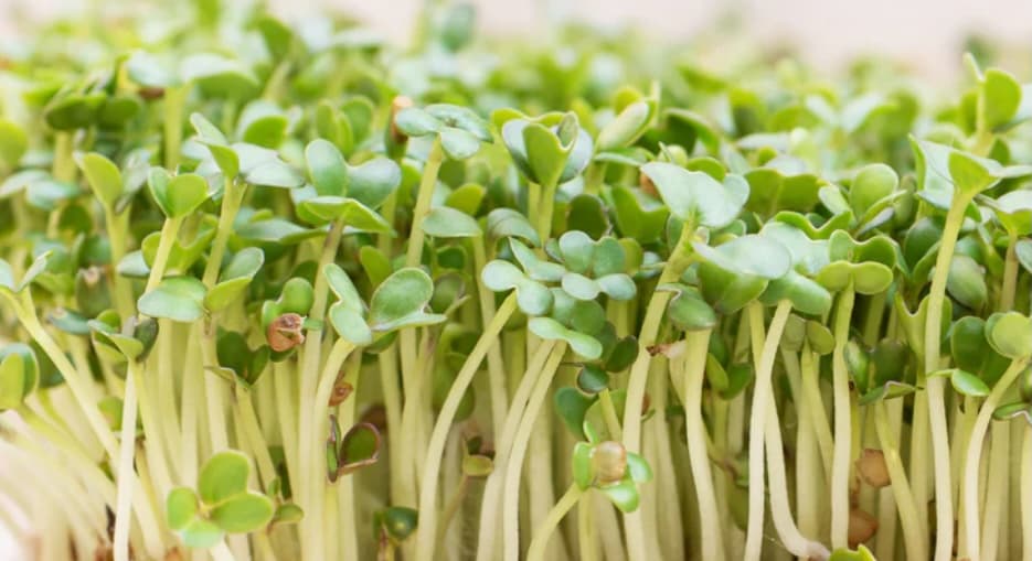 Daikon radish microgreens growing fresh