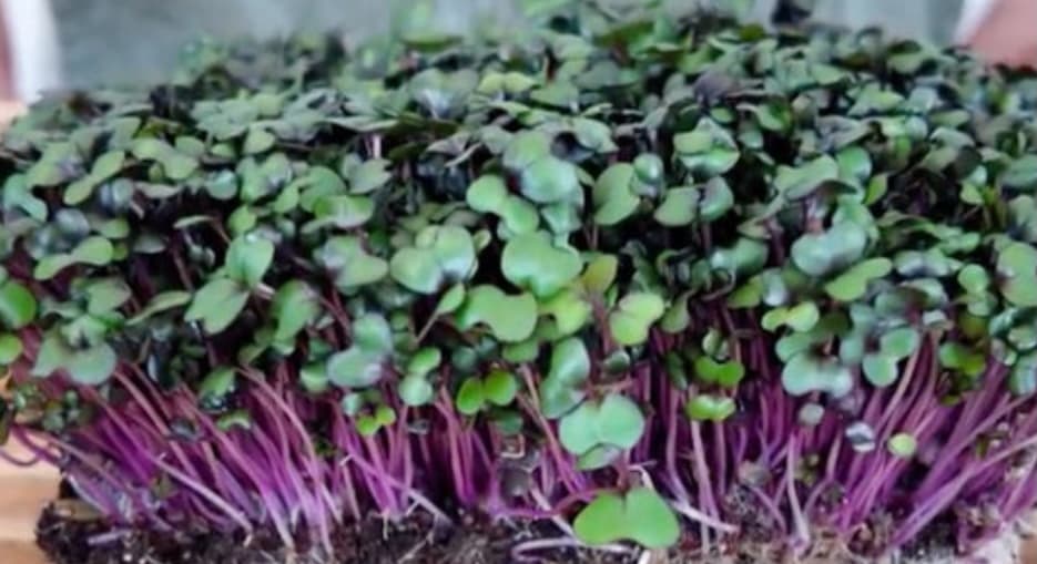 Red cabbage microgreens with vibrant purple colour