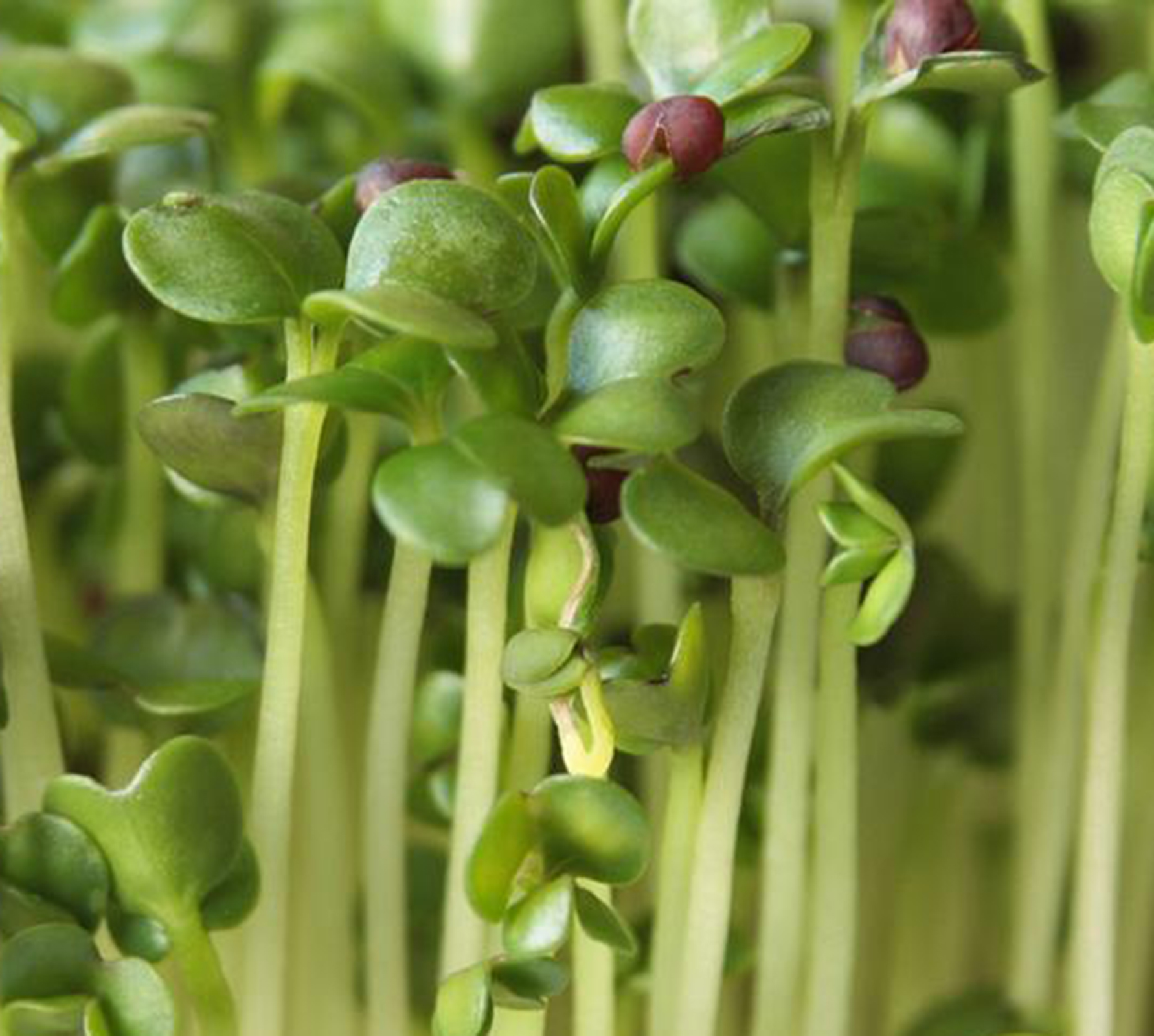 Broccoli microgreens ready for harvest