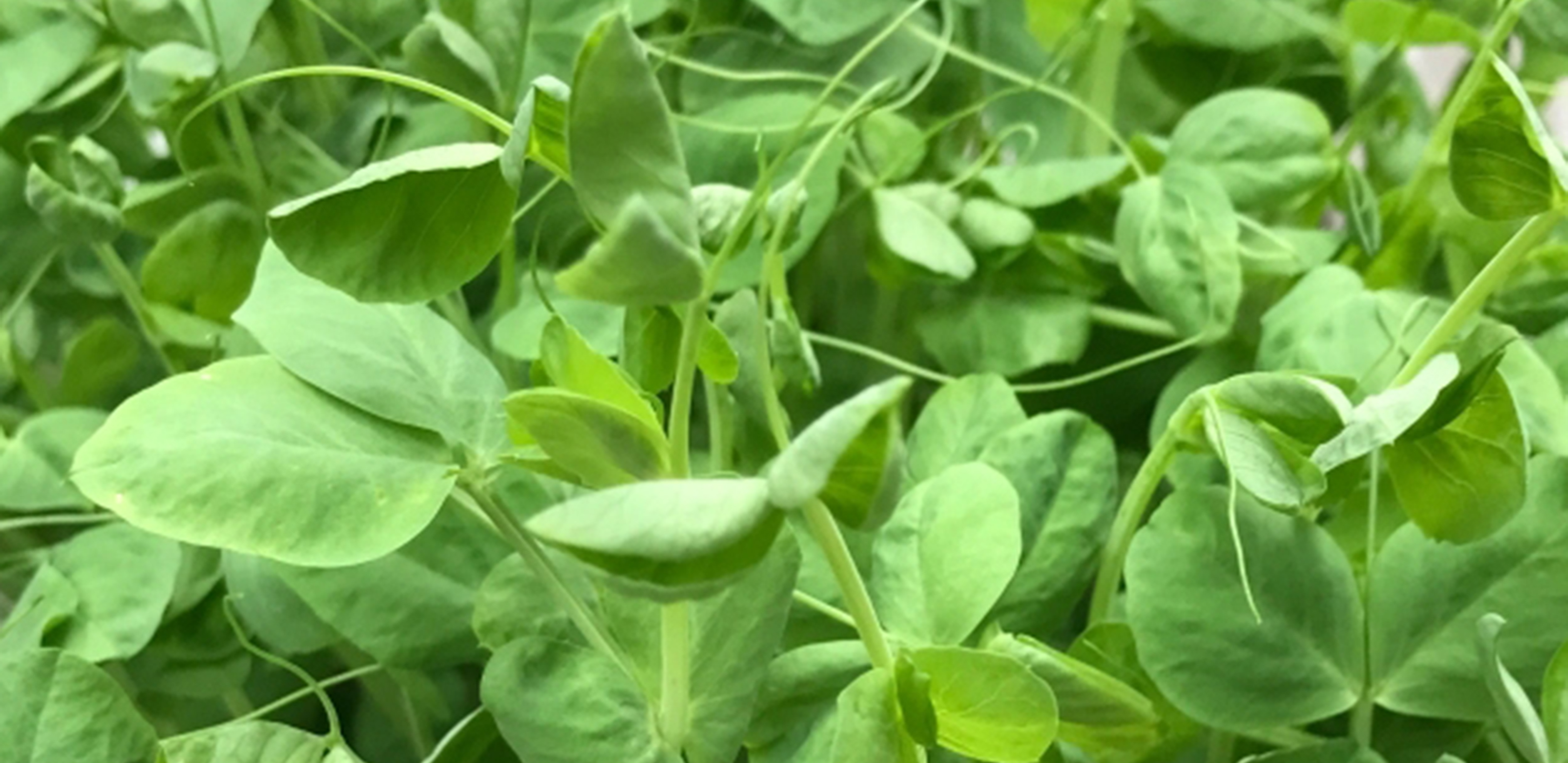 Pea shoot microgreens growing tall and green